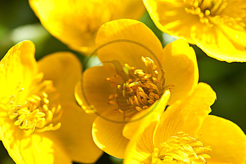 Sumpfdotterblume