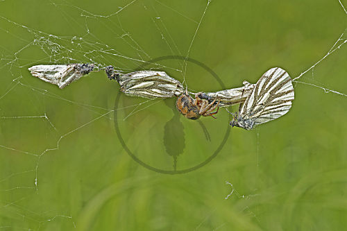 Radnetzspinne - 4 Weißlinge im Netz der Kreuzspinne