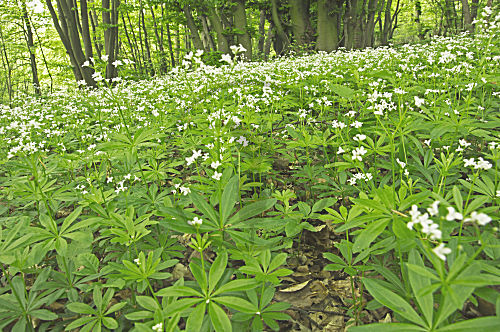 Waldmeister im Kalkbuchenwald