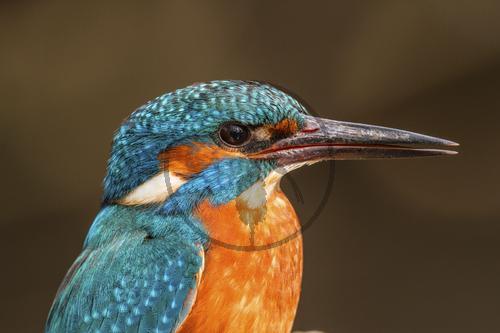 Eisvogel