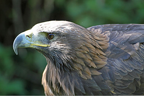 Steinadler