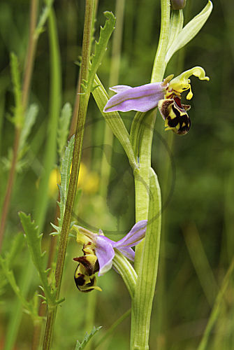 Bienen Ragwurz - Blüte mit Pollen