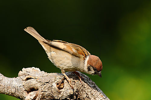 Feldsperling