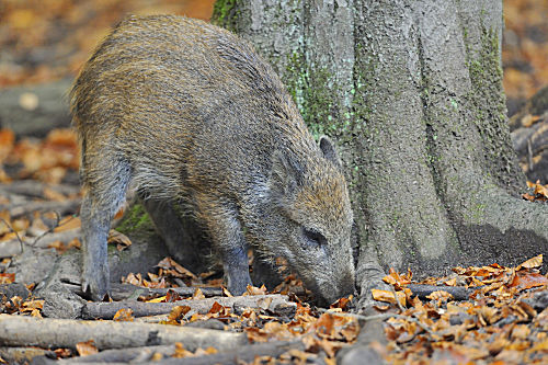 Wildschwein