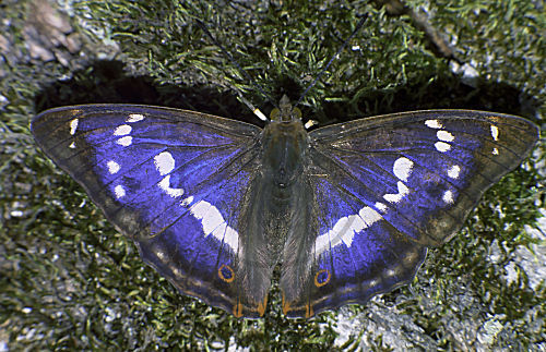 Großer Schillerfalter