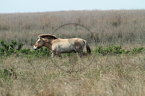 Przewalski-Pferd