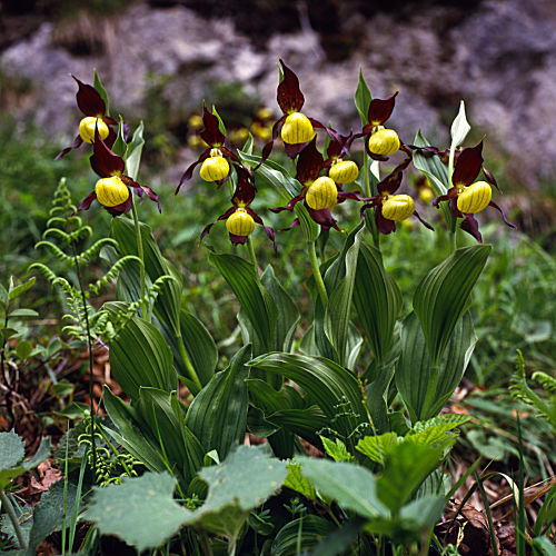 cypripedium calceolus FRAUENSCHUH