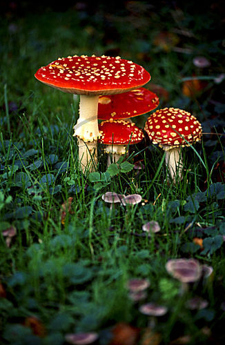 amanita muscaria FLIEGENPILZ