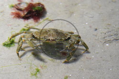 Gemeine Strandkrabbe
