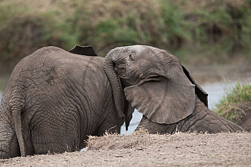 Afrikanischer Elefant