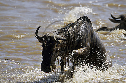 Gnu beim Überquehren des Mara-Flusses