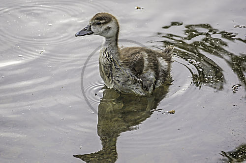 Nilgans - Gossel