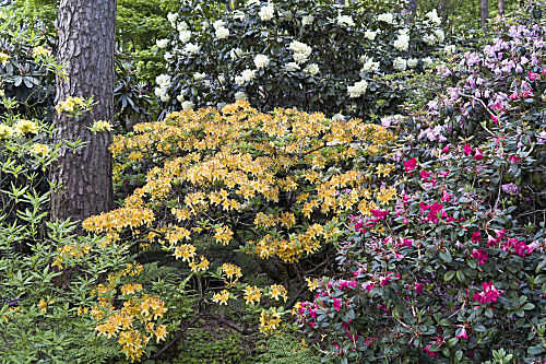 AZALEA und RHODODENDRON als natürliches unterholz