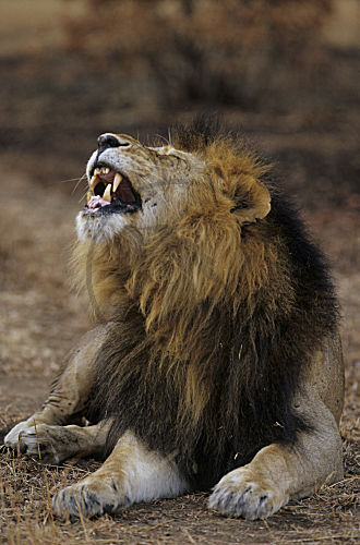 Löwe