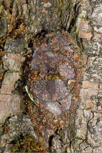 Grosser Gabelschwanz