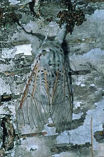 Grosser Gabelschwanz