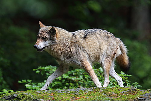 Wolf