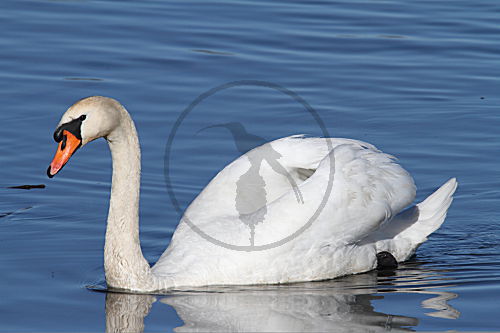Höckerschwan