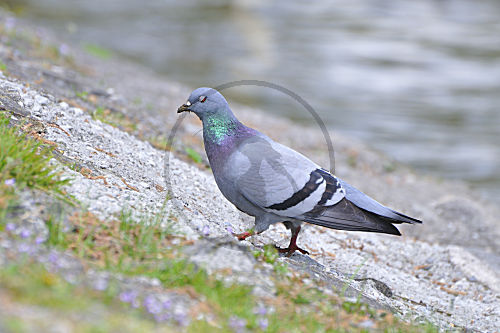 Felsentaube