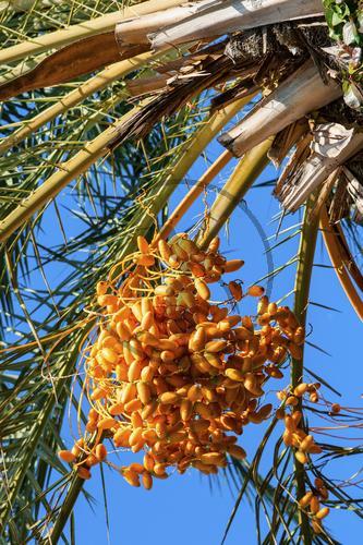 phoenix dactylifera ECHTE DATTELPALME tuerkei