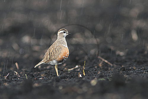 Mornellregenpfeifer im Regen