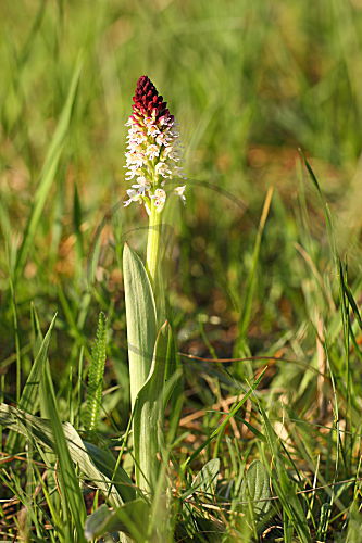 Brandknabenkraut