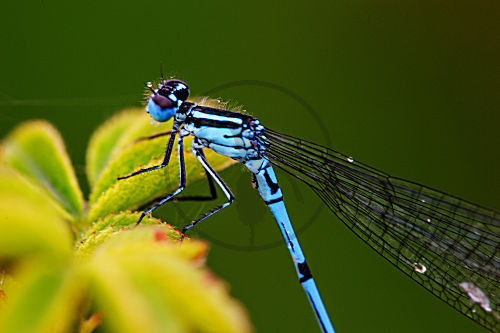 libelle am teich