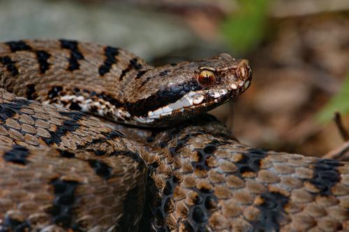 Rediviper, Männchen