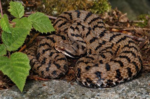 Rediviper, Männchen