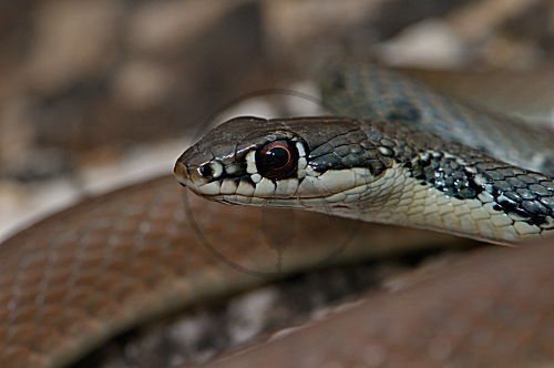 Schlanknatter Portrait