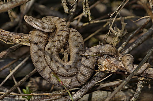 Aspisviper beim Sonnenbad