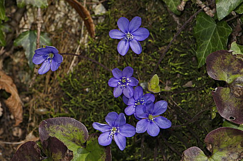 Leberblümchen