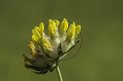 Wundklee - Blüte -