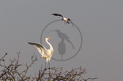 Lachmöwe und Silberreiher Kampf