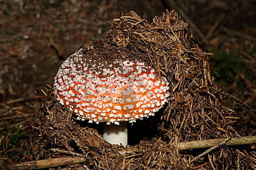 Fliegenpilz