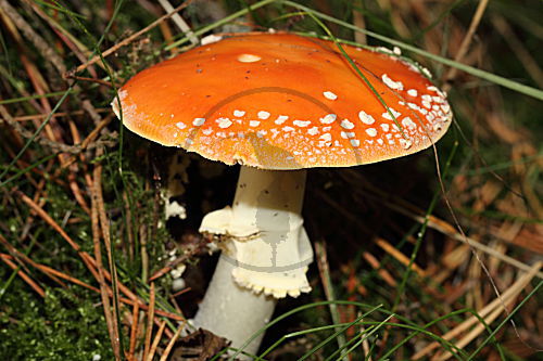 Fliegenpilz