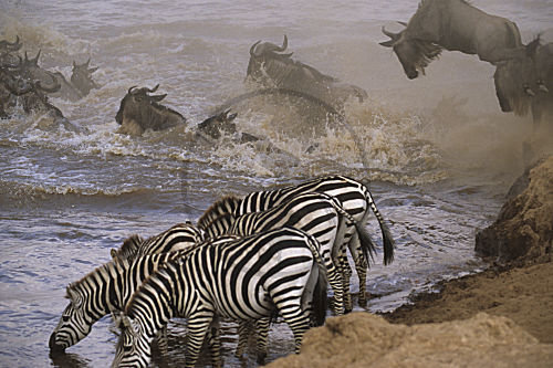 Gnus beim Überquehren des Mara-Flusses