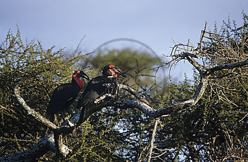 Kaffernhornrabe