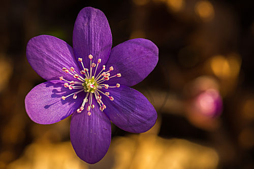 Leberblümchen