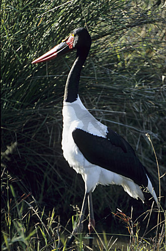 Sattelstorch