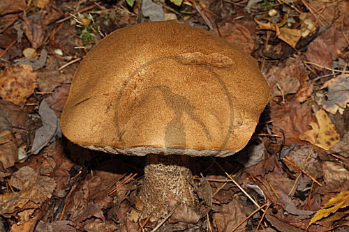 Heide-Rotkappe
