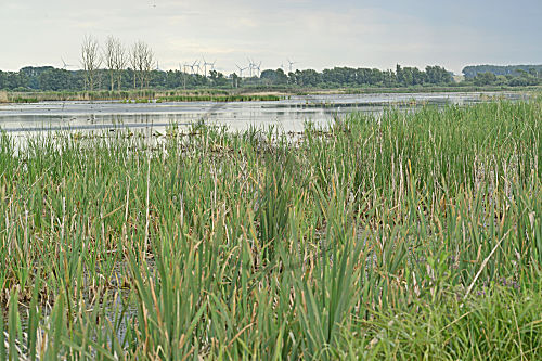 Müritz-Nationalpark, Ried, Schilf