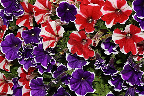 Garten-Petunie