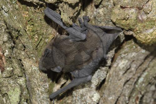 Zwergfledermaus