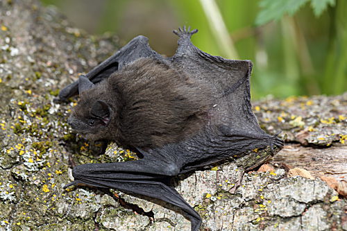 Zwergfledermaus