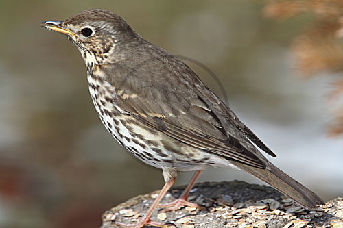 Singdrossel