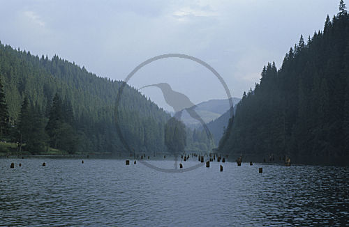 Lacu Rosu, Roter See