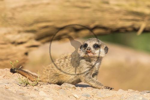 Erdmännchen