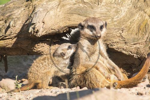 Erdmännchen