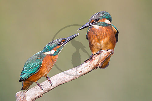 Eisvogel
